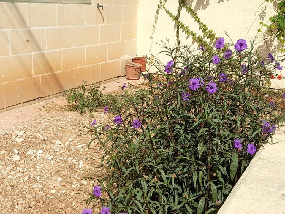 Dynesty B&B Birżebbuġa Exterior foto